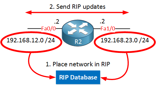 rip advertise two networks